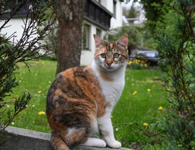 about larovviraf153 online