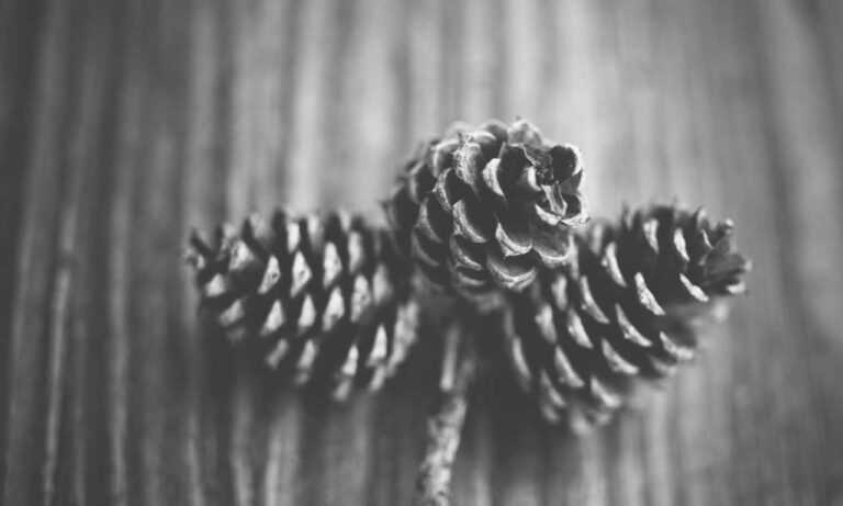 dropbox 8737.idj.029.22