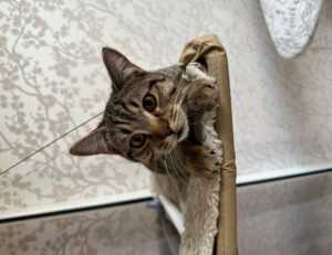 problems with dropbox 8737.idj.029.22