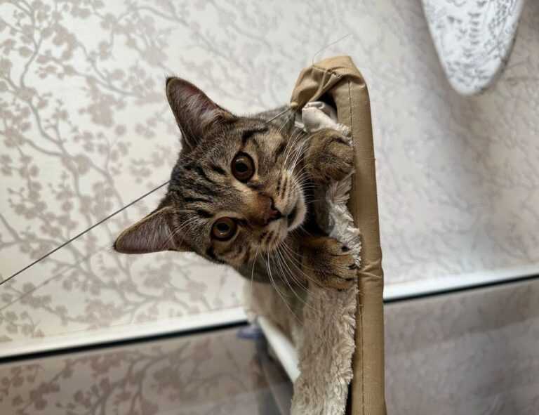 problems with dropbox 8737.idj.029.22